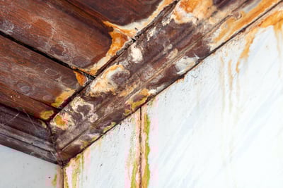 Mold Doesn’t Wait: 5 Smart Prevention Tips for Every Season